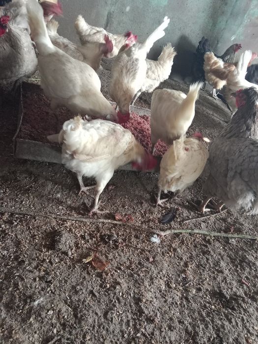 Продам курей несушек.