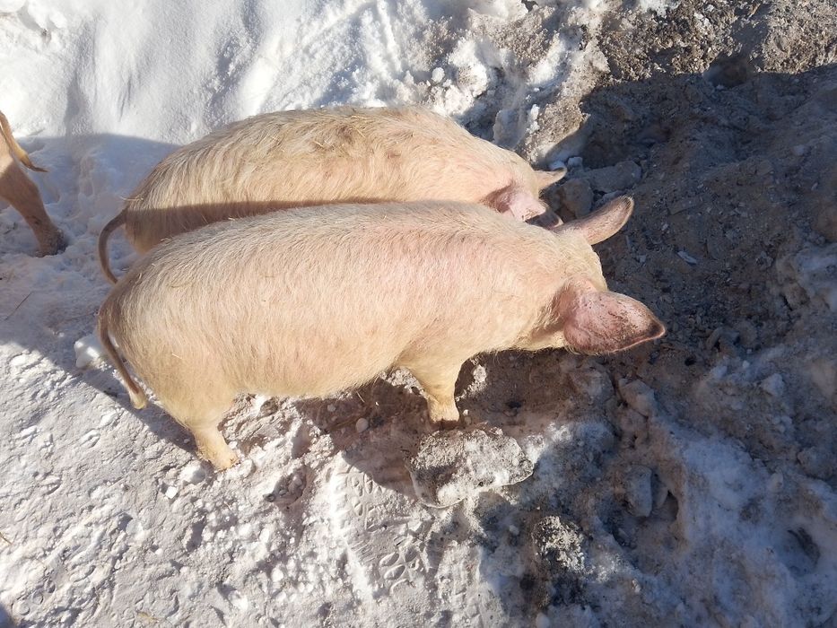 Продам поросят 5и месячных