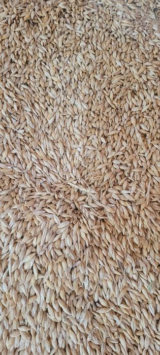 Vand triticale, orzoaica, grau și orz