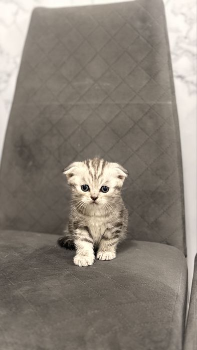 Продам шотландских котят