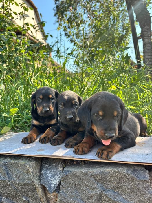 Disponibili pui de  copoi slovac (3 masculi si 2 fetite)