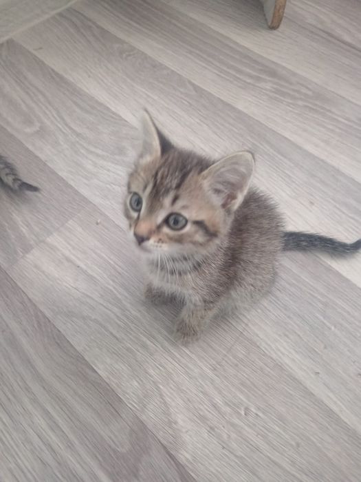 Отдам даром котят хорошенькие