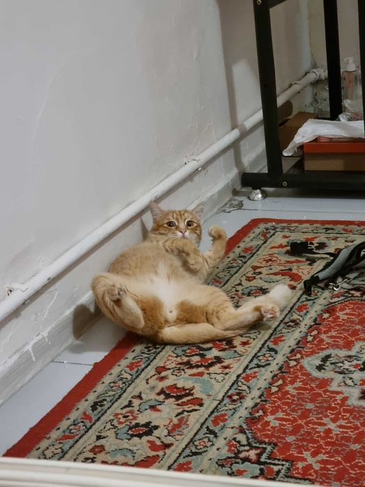 Передержка кошек, птиц, хомяков