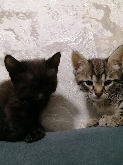 Отдам котят в добрые руки