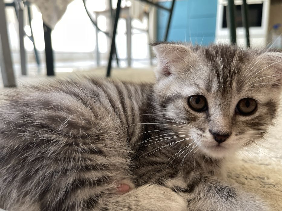 Котёнок ищет любящий дом!