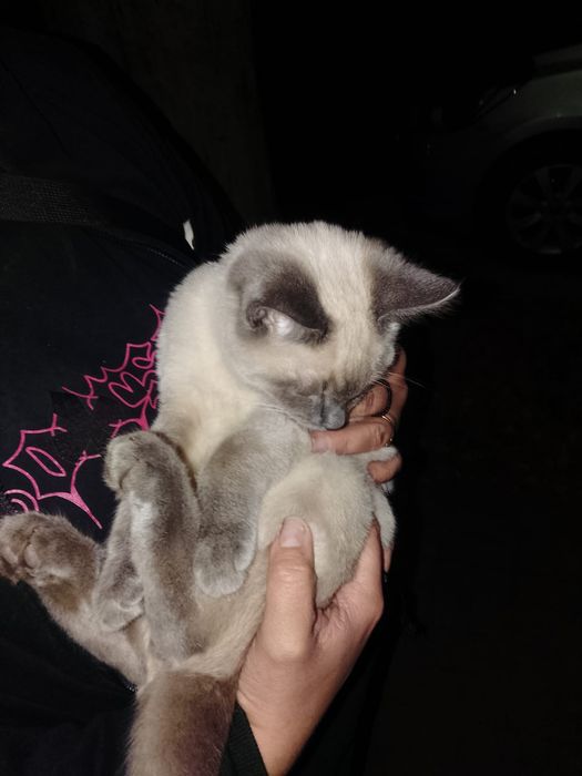 Отдам кота в хорошие руки