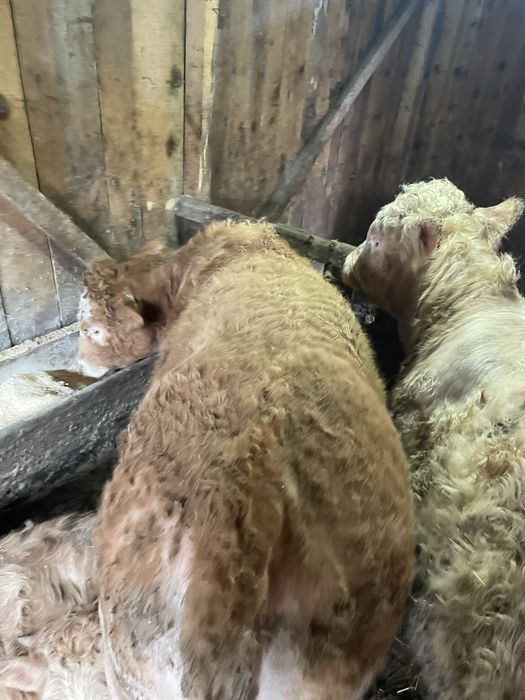 Vand un mascul si 2 femele