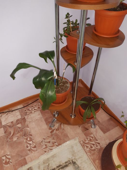 Продоюца цветы фиалки