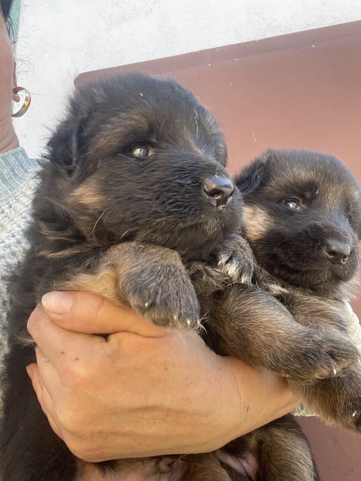 Щенки немецкой овчарки