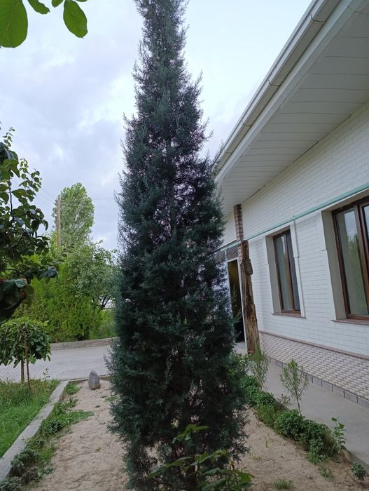 Archa italiya keparis