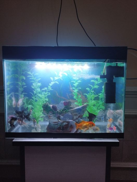 Akvarium barcha jixozlari bilan
