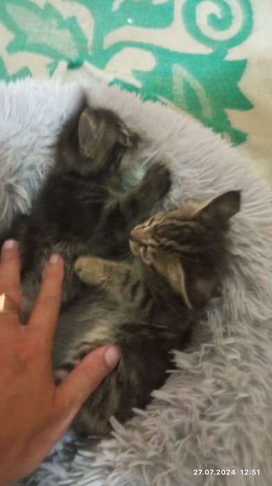 Продаються домашним кошкт