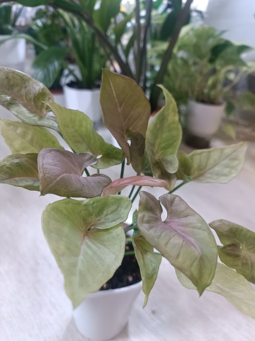 Сингониум *Красные перья* сотровая