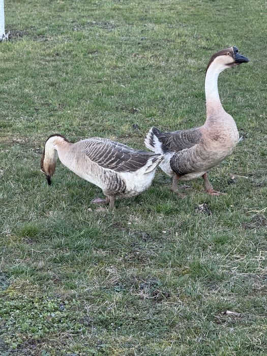 Pereche gâște africane