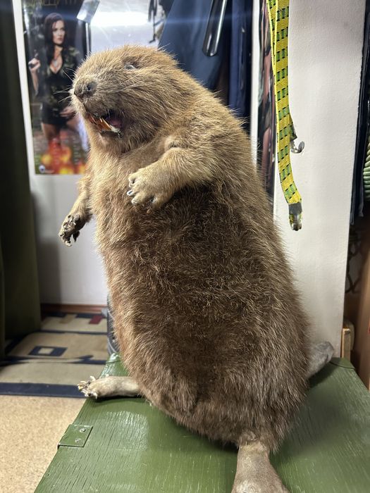 Чучело бобр продам