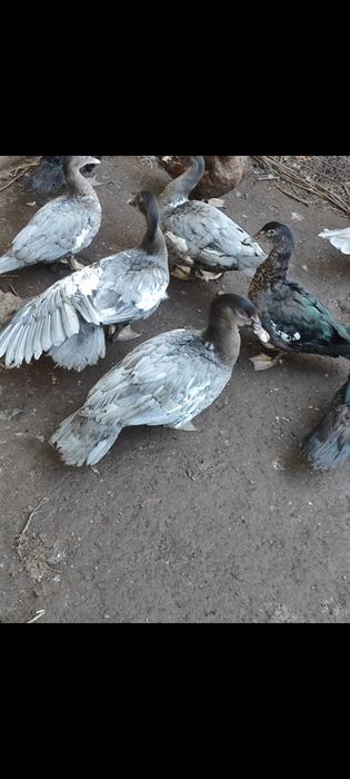 Индоутята  лаванда.