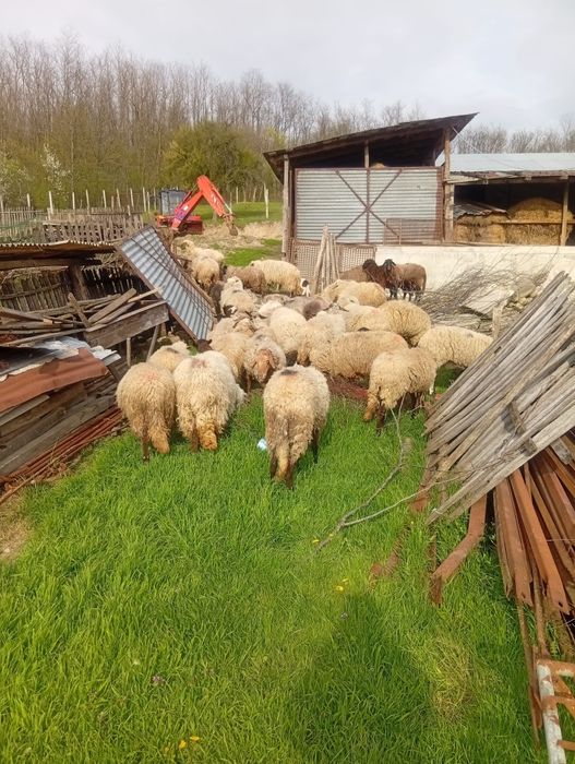 Vând oi tinere corcitura