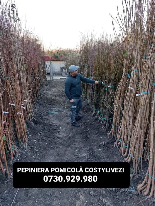 Pomi Fructiferi En - Gros