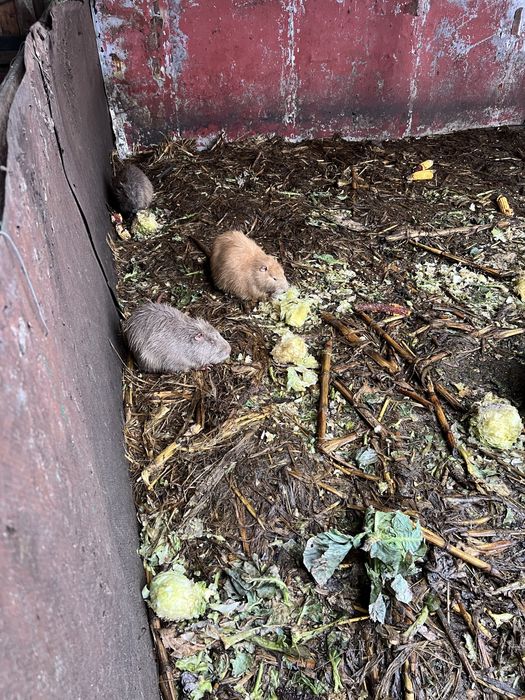 Vând nutrii, familii si separat