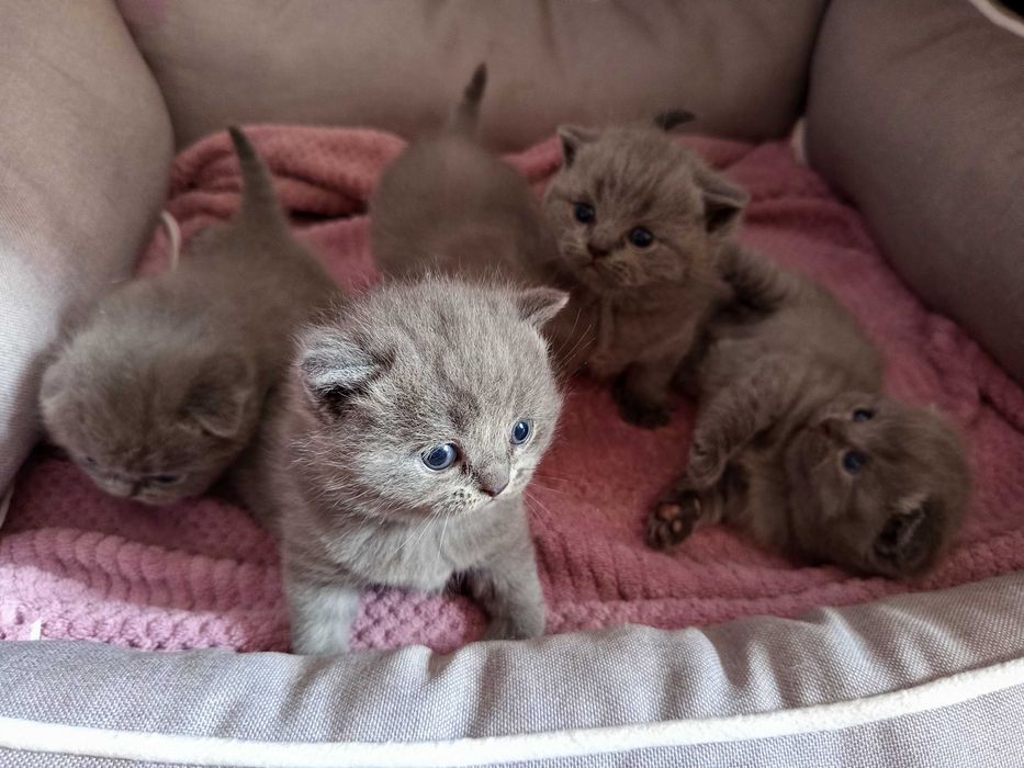 Шотландски Котенца