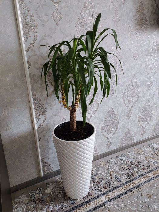 продам  комнатные цветы