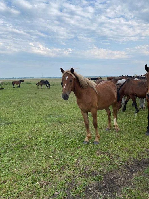 срочно продам кобыл с жееребятами