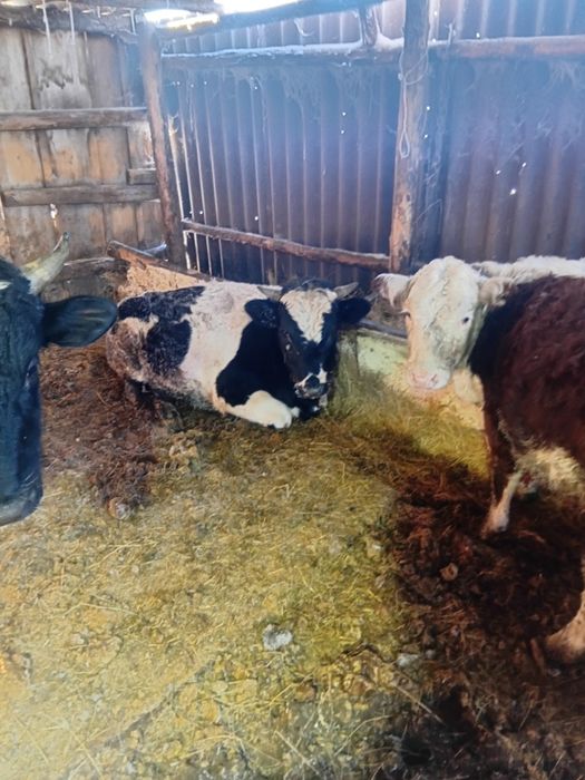 Продам бычков и тёлка