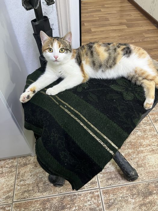 Отдам в добрые руки