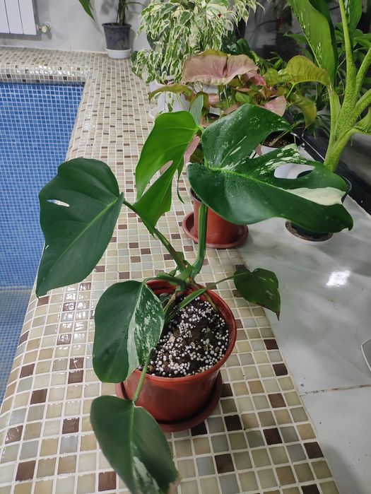 Альба монстера вариегатная