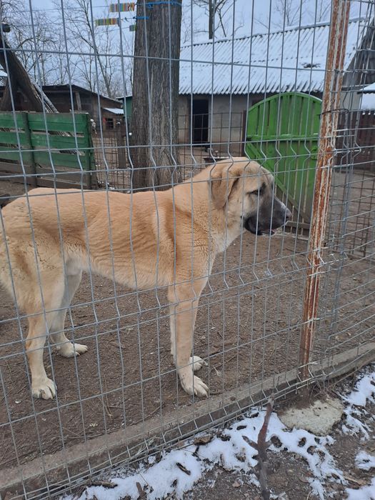 Catel din rasa kangal