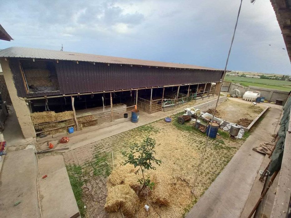 Ферма сотилади! Тошкент туманида (ориентир Сарке махалла)