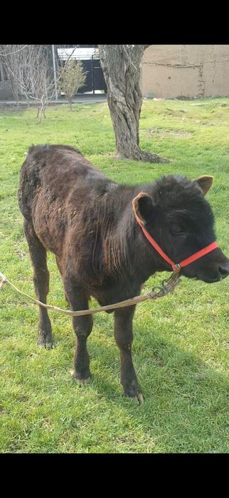 Швед бузаулар сатылады 2 бас