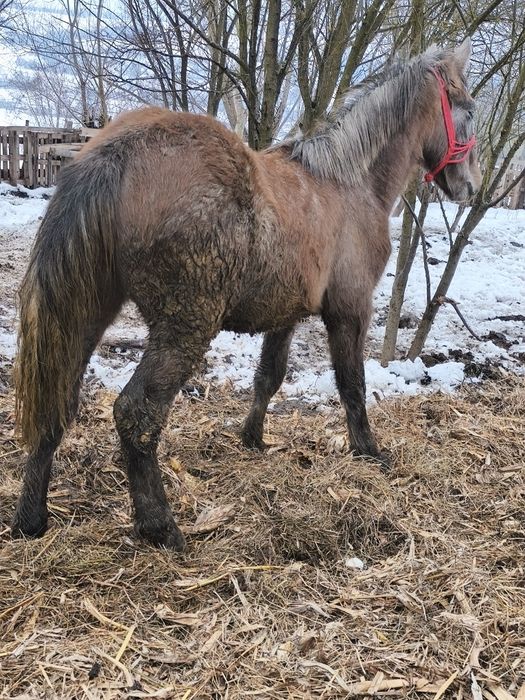 Vând Mânză și un mânz schimb cu vaci vitei