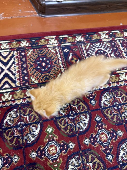 Котенок мальчик рыжий рожден от сиамской кошки