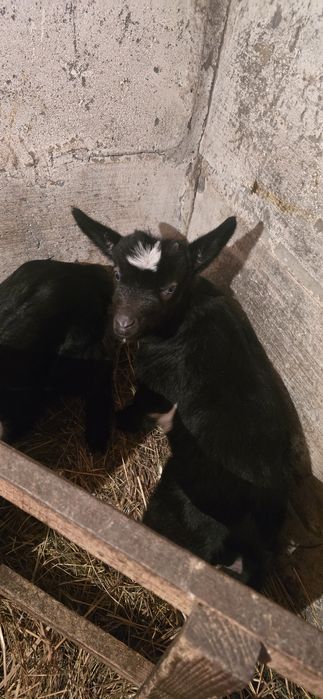 Срочно Продам Козлят!