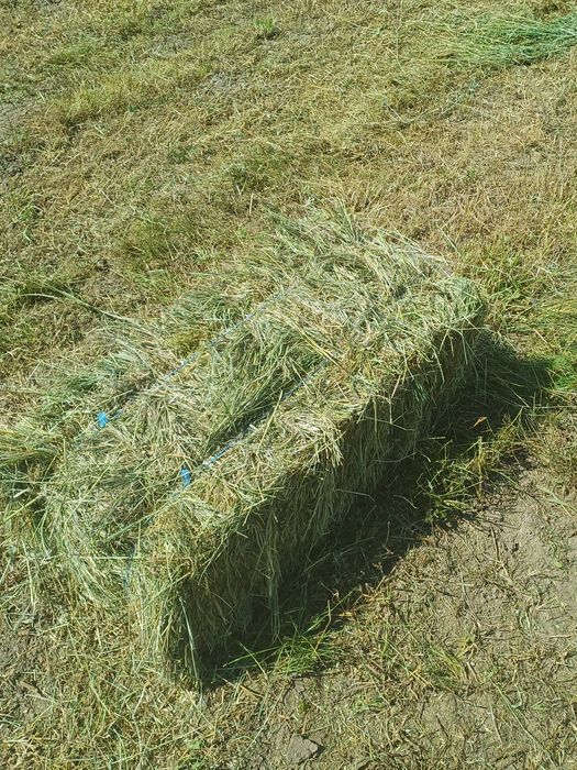 Vând 800 baloti de Ovaz si peste 3000baloto fan