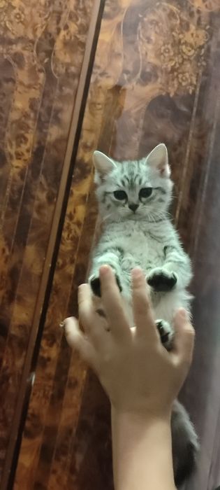 Котята породистые