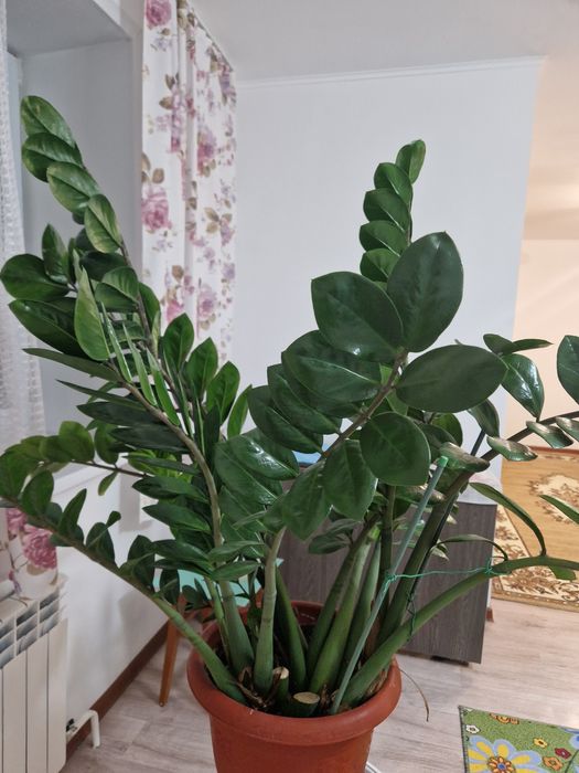 Замиакулькас (доллоровое дерево)