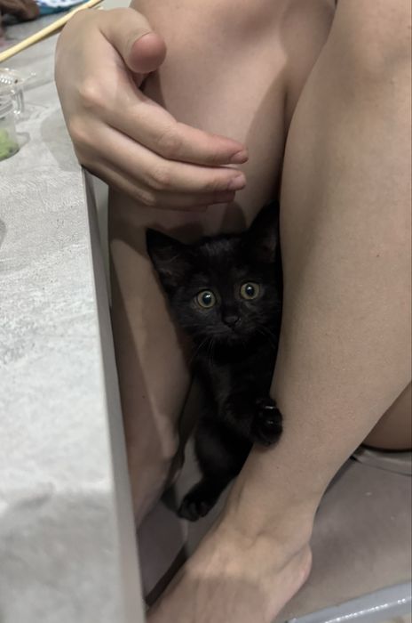 Ищем дом для кошки