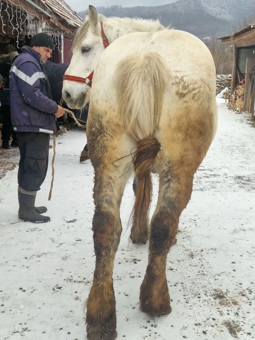 Cal semigreu garantat la probe