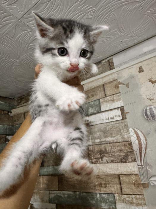 Отдам котят в добрые руки