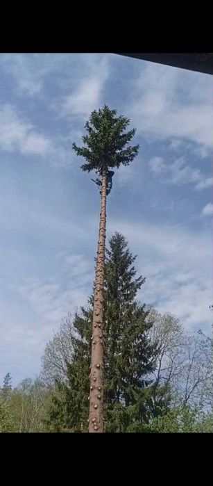 Спил деревьев и обрезка веток