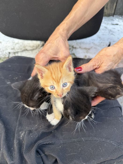 Pisicute spre adoptie