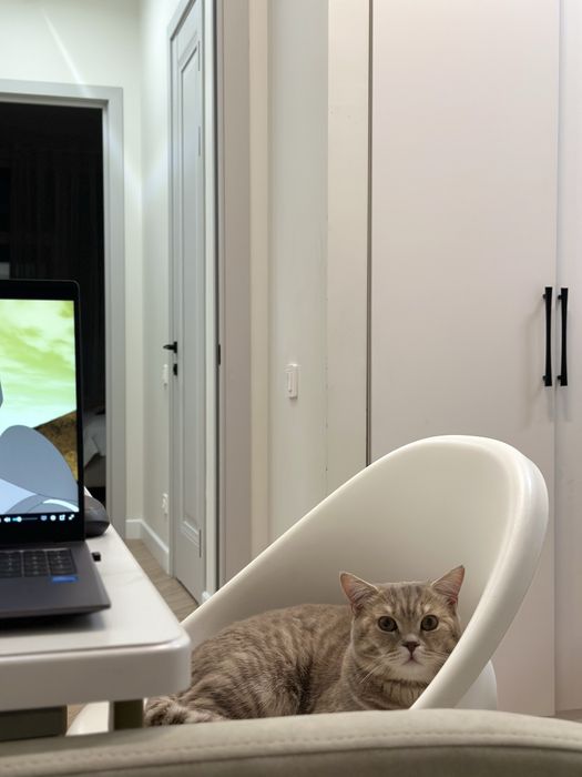 Британский котенок