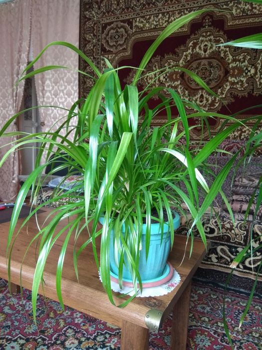 Комнатные растения