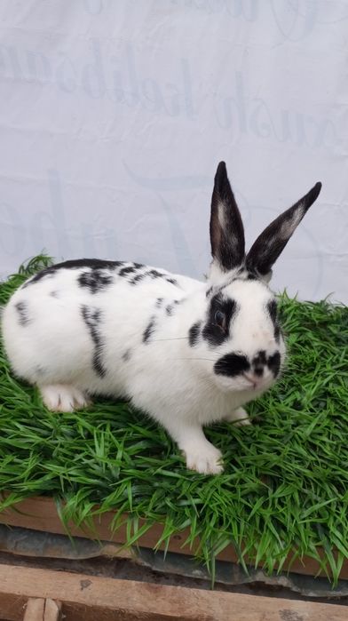 Quyon sotiladi sames