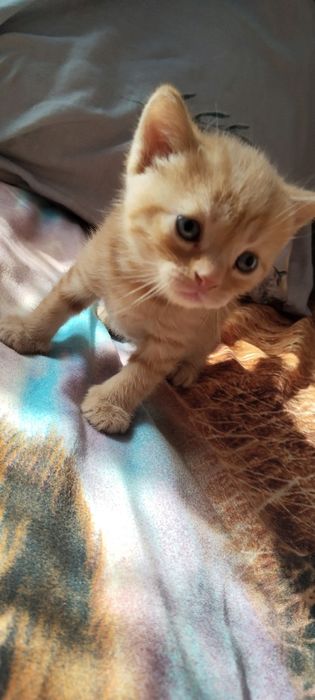 Продам котят 1 мальчик 2 девочки