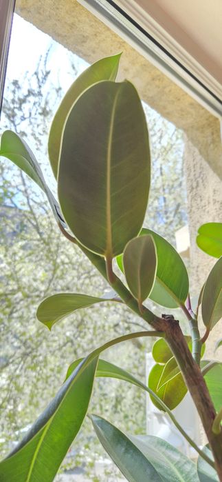Floare in ghiveci Ficus