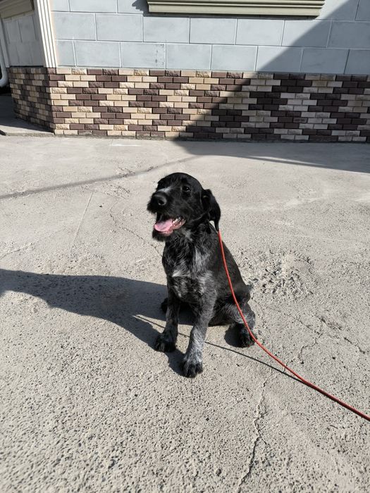 Продается щенок дратхаара