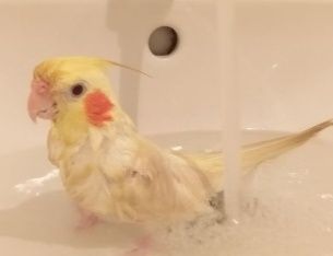 Продам попугайчиков корелл певчих